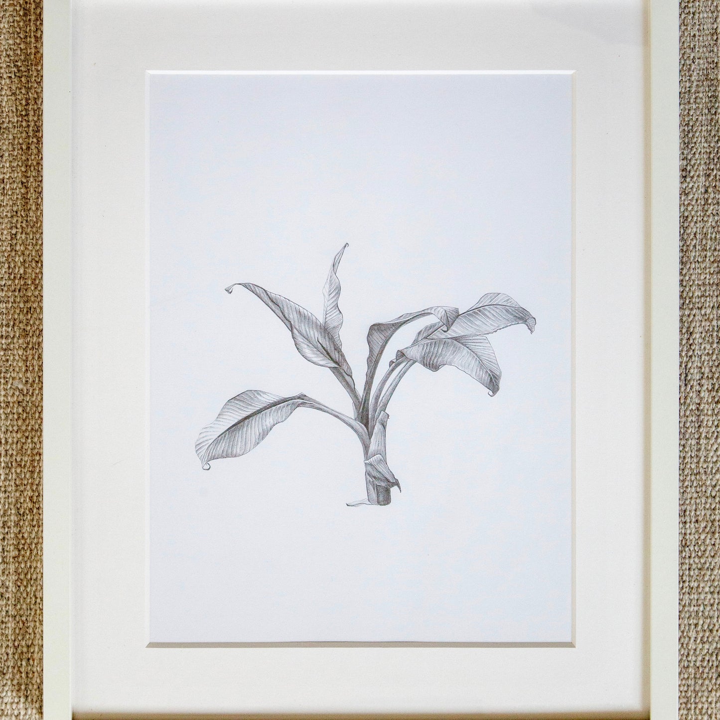 Stephen Warrington - Untitled (Banana Plant)