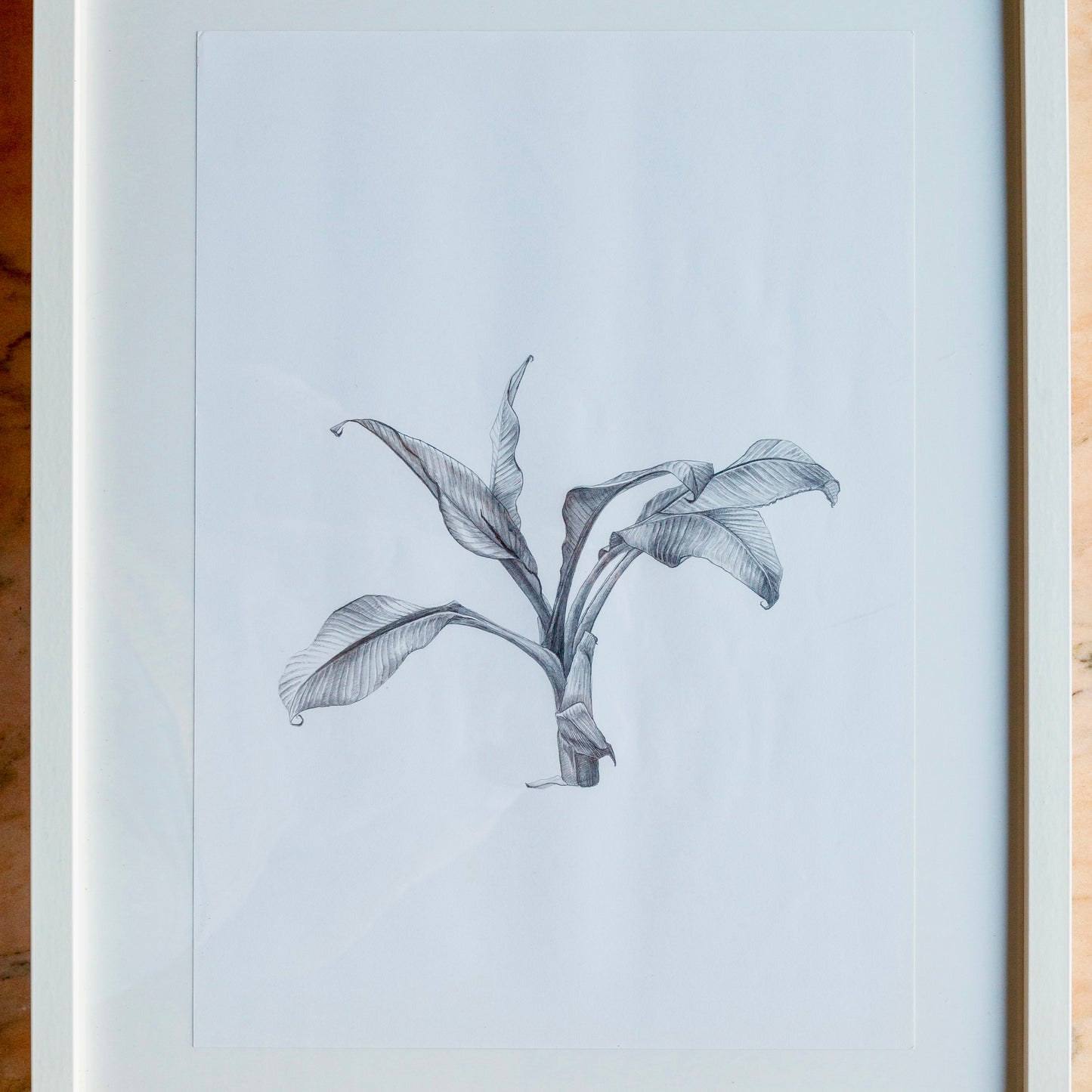 Stephen Warrington - Untitled (Banana Plant)