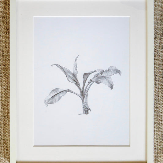 Stephen Warrington - Untitled (Banana Plant)