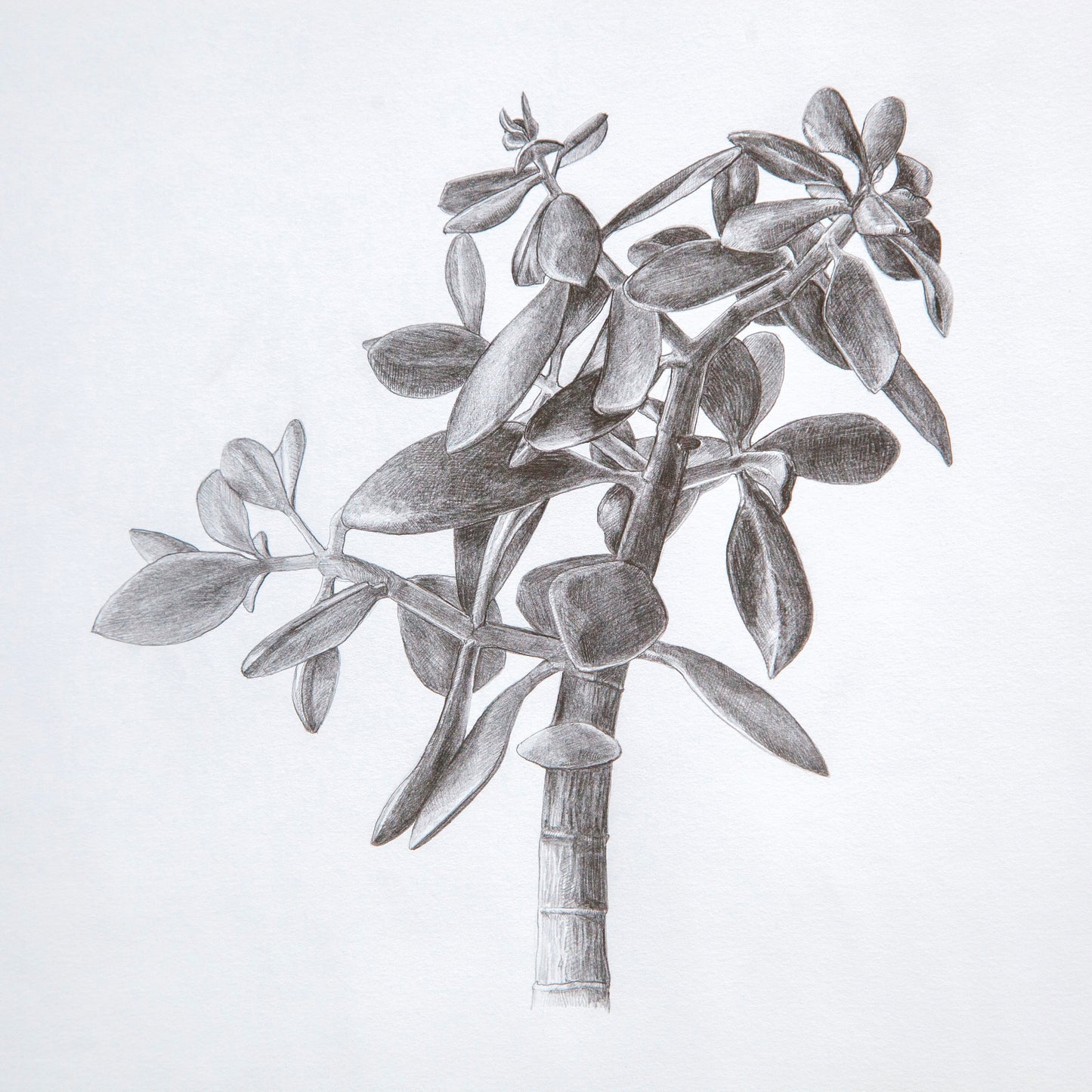 Stephen Warrington - Untitled (Money Tree)